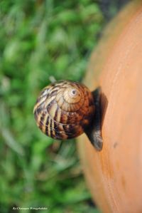 Close-up of snail