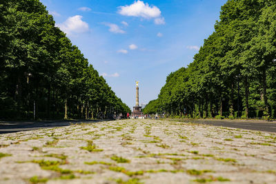 View of trees in park