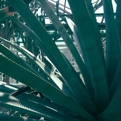 Close-up of plants
