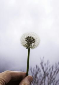 Close-up of dandelion flower