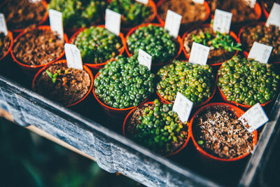 High angle view of potted succulent plant seedlings growing in greenhouse