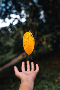 Cropped image of person holding yellow leaf