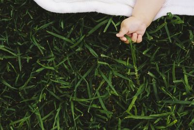 Midsection of woman touching plant on field