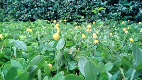 Close-up of flowers blooming in field