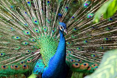 Close-up of peacock