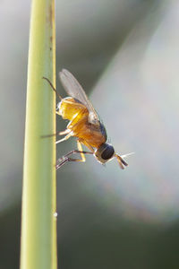 Close-up of butterfly perching on twig