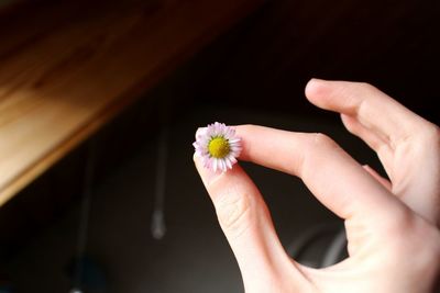 Close-up of cropped hand holding white flower