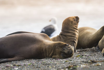 Close-up of seal at beach