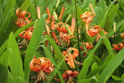 Close-up of orange day lily blooming outdoors