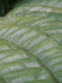 Full frame shot of leaf