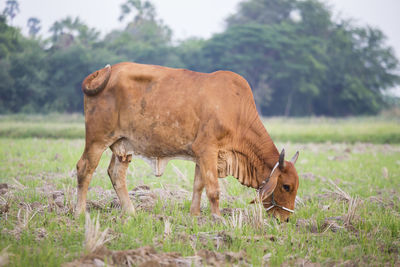 Big cow eating grass  in a field