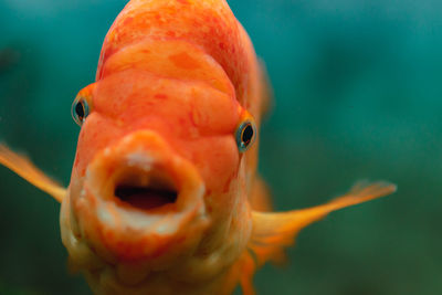 Close-up of fish swimming in aquarium