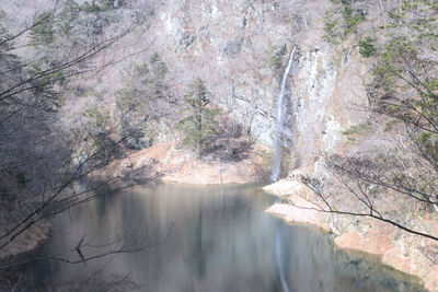 Scenic view of river amidst trees in forest