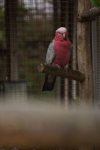 View of parrot in cage