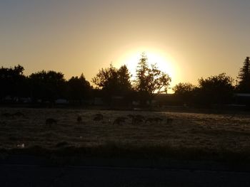 Silhouette trees on field against sky during sunset