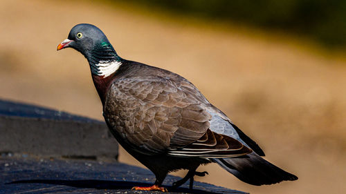 Close-up of pigeon perching