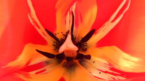 Close-up of red flower