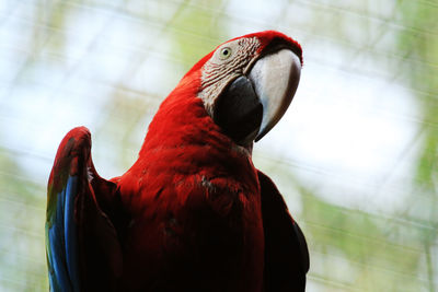 Close-up of parrot perching