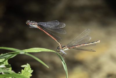 Close-up of dragonfly on leaf
