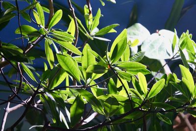 Close-up of fresh green leaves