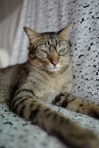 Portrait of a cat resting