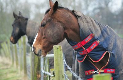 Close-up of horse on field