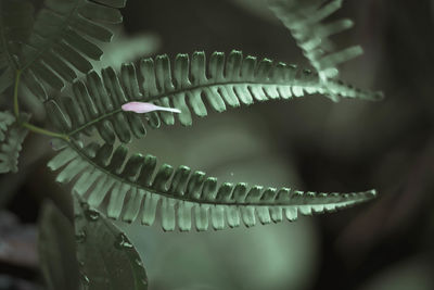 Close-up of succulent plant