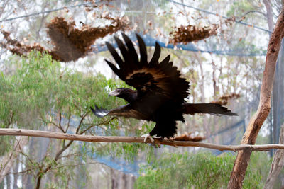 Bird flying over a tree - eagle