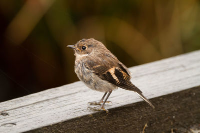 Close-up of sparrow perching on wood