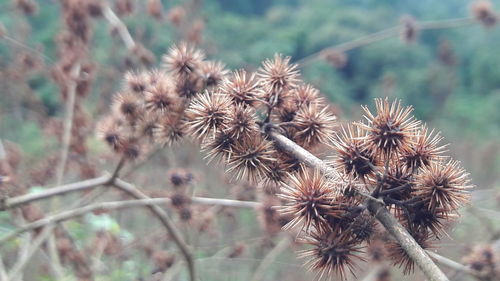 Close-up of wilted plant