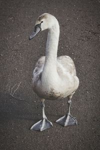 Close-up of duck