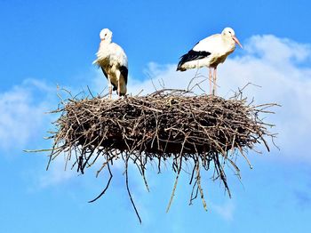 Digital composite image of storks in nest against sky