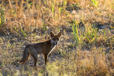 Cheetah running on field