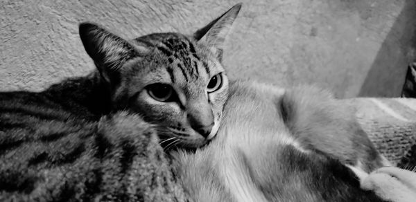 Close-up portrait of cat relaxing outdoors