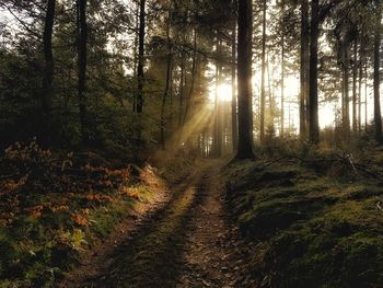 Trees in forest