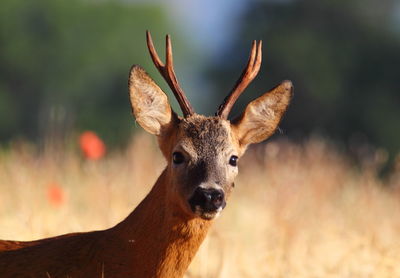 Close-up portrait of deer