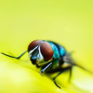 Close-up of housefly