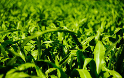 Full frame shot of plants