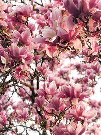 Close-up of pink cherry blossoms in spring