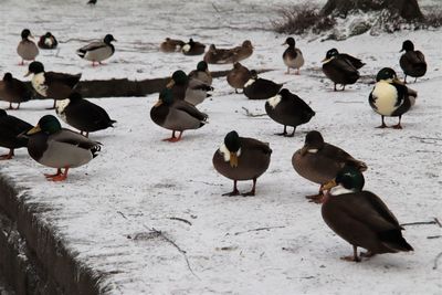 Flock of birds on snow covered land