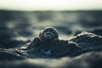 Close-up of shell on sand