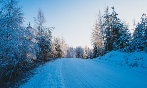 Trees on snow covered landscape