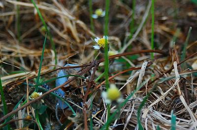 Close-up of flower on field