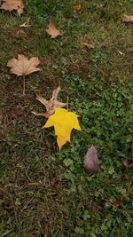 Autumn leaves on grassy field