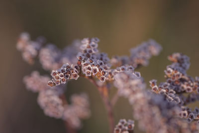 Close-up of flowering plant