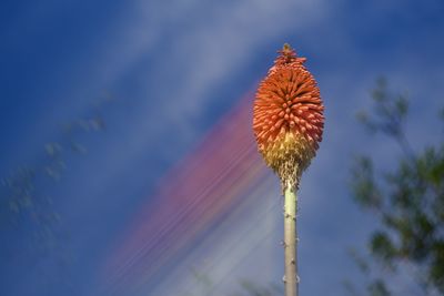 Close-up of kniphofia flower against sky