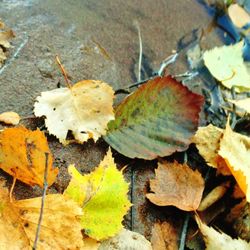 Close-up of leaves on tree trunk