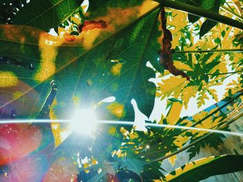 Low angle view of plant against sky