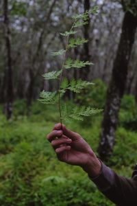 Hand holding plant in forest