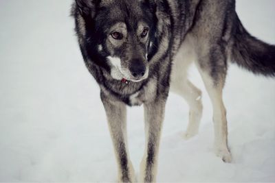 Portrait of dog during winter